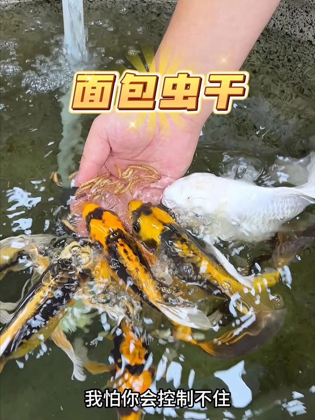 龍魚吃面包蟲干需要煮熟嗎？，龍魚吃面包蟲干需要煮熟嗎龍魚吃面包蟲干需要煮熟嗎