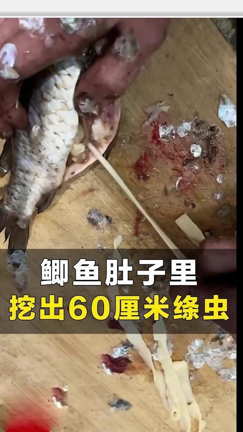 給我一些魚肚子里寄生蟲的圖片,魚肚子里寄生蟲有哪些 龍魚百科 第6張 給我一些魚肚子里寄生蟲的圖片,魚肚子里寄生蟲有哪些 給我一些魚肚子里寄生蟲的圖片,魚肚子里寄生蟲有哪些 龍魚百科 第6張