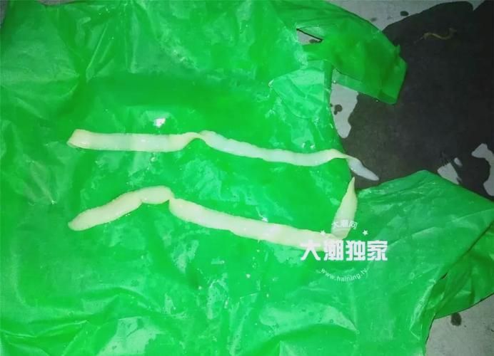 給我一些魚肚子里寄生蟲的圖片,魚肚子里寄生蟲有哪些 龍魚百科 第3張 給我一些魚肚子里寄生蟲的圖片,魚肚子里寄生蟲有哪些 給我一些魚肚子里寄生蟲的圖片,魚肚子里寄生蟲有哪些 龍魚百科 第3張
