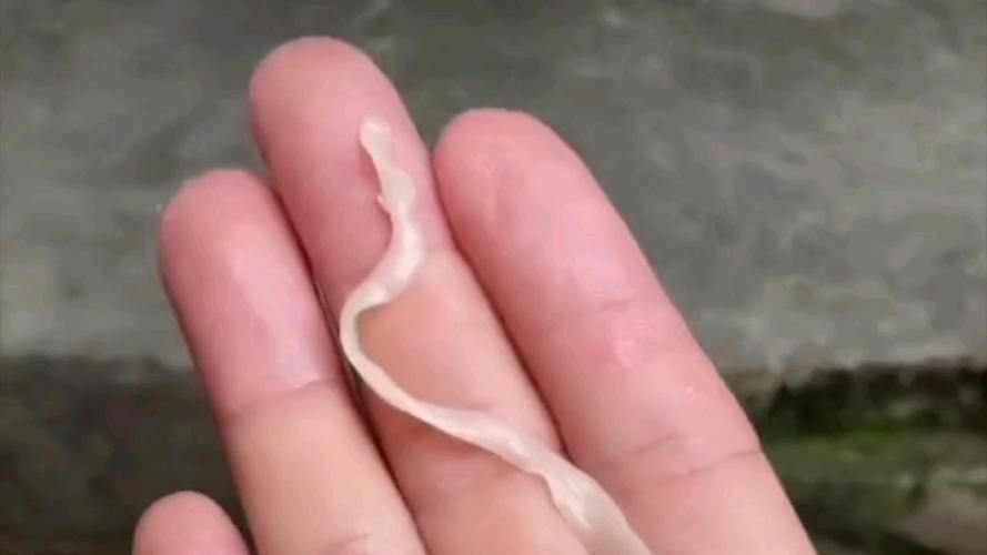 給我一些魚肚子里寄生蟲的圖片,魚肚子里寄生蟲有哪些 龍魚百科 第2張 給我一些魚肚子里寄生蟲的圖片,魚肚子里寄生蟲有哪些 給我一些魚肚子里寄生蟲的圖片,魚肚子里寄生蟲有哪些 龍魚百科 第2張