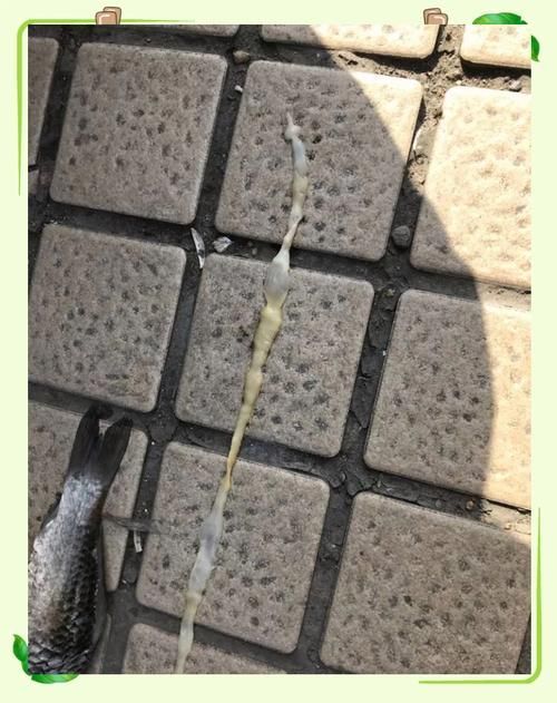給我一些魚肚子里寄生蟲的圖片,魚肚子里寄生蟲有哪些 龍魚百科 第8張 給我一些魚肚子里寄生蟲的圖片,魚肚子里寄生蟲有哪些 給我一些魚肚子里寄生蟲的圖片,魚肚子里寄生蟲有哪些 龍魚百科 第8張