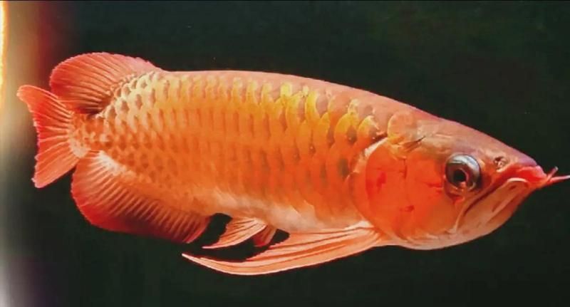 龍魚炸鱗的原因，龍魚炸鱗三大原因 龍魚炸鱗的原因，龍魚炸鱗三大原因 龍魚百科 第2張