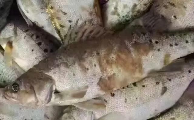 如何增強魚體免疫力以預(yù)防真菌感染，β-葡聚糖和益生菌在羅非魚中顯著提升魚體免疫力 如何增強魚體免疫力以預(yù)防真菌感染，β-葡聚糖和益生菌在羅非魚中顯著提升魚體免疫力 龍魚百科 第2張