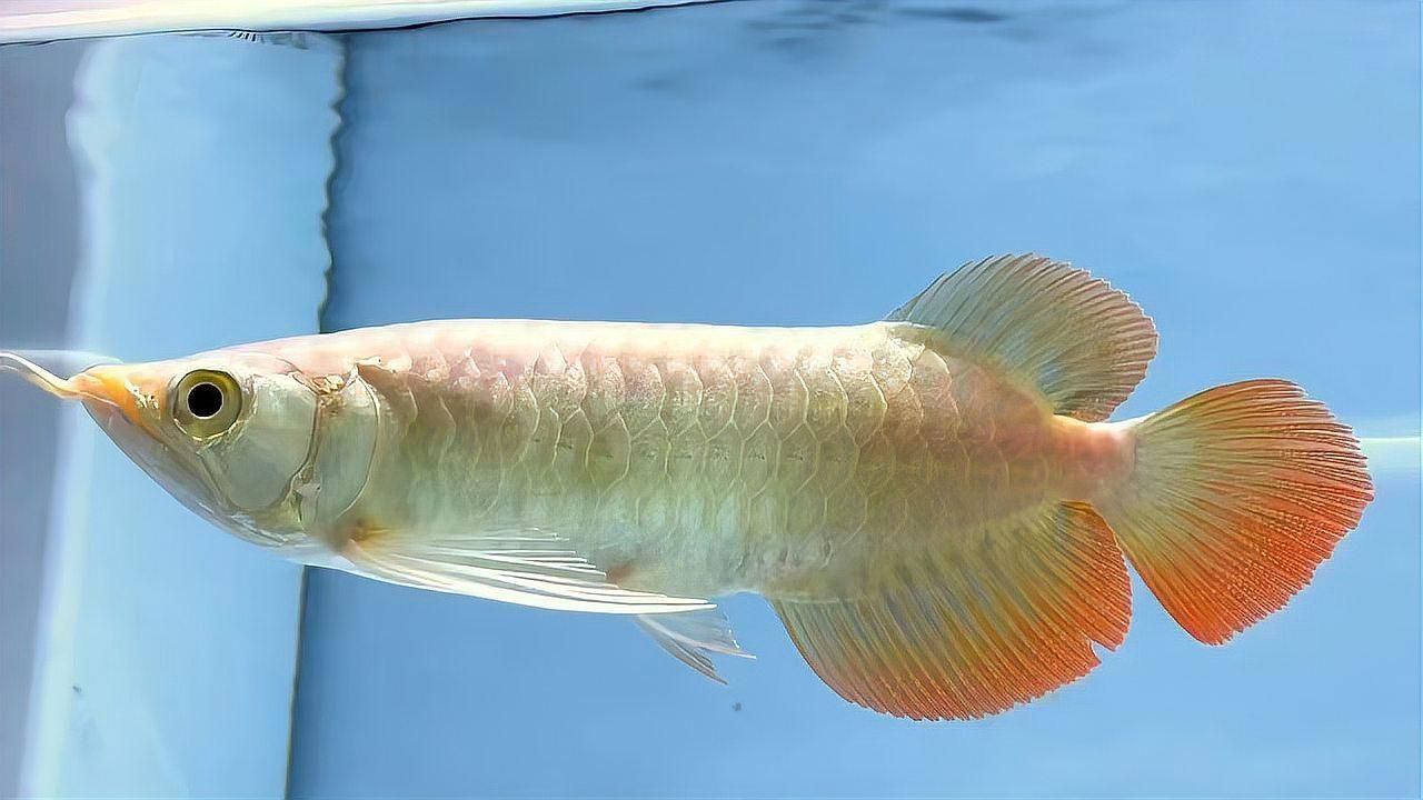 印尼超血紅龍魚的價格是多少？，印尼超血紅龍魚價格是多少印尼超血紅龍魚多久發色 印尼超血紅龍魚的價格是多少？，印尼超血紅龍魚價格是多少印尼超血紅龍魚多久發色 龍魚百科 第4張