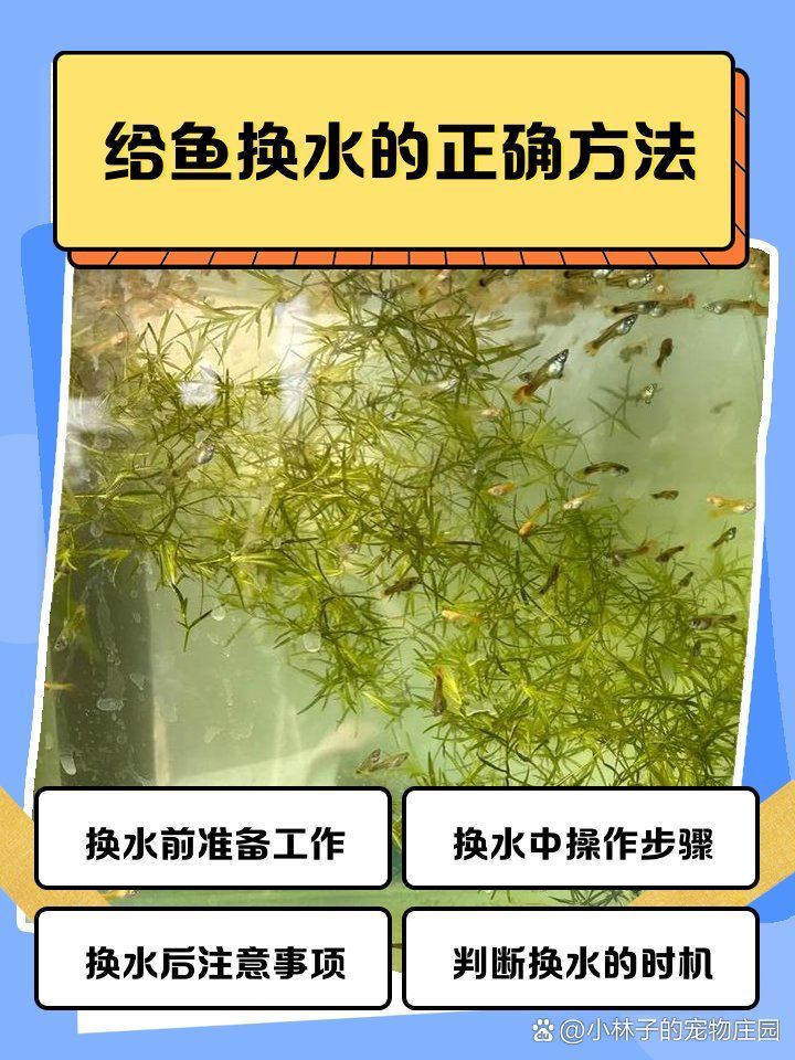 冷水觀賞魚多久換一次水，冷水觀賞魚多久換一次水， 冷水觀賞魚多久換一次水，冷水觀賞魚多久換一次水， 龍魚百科 第1張