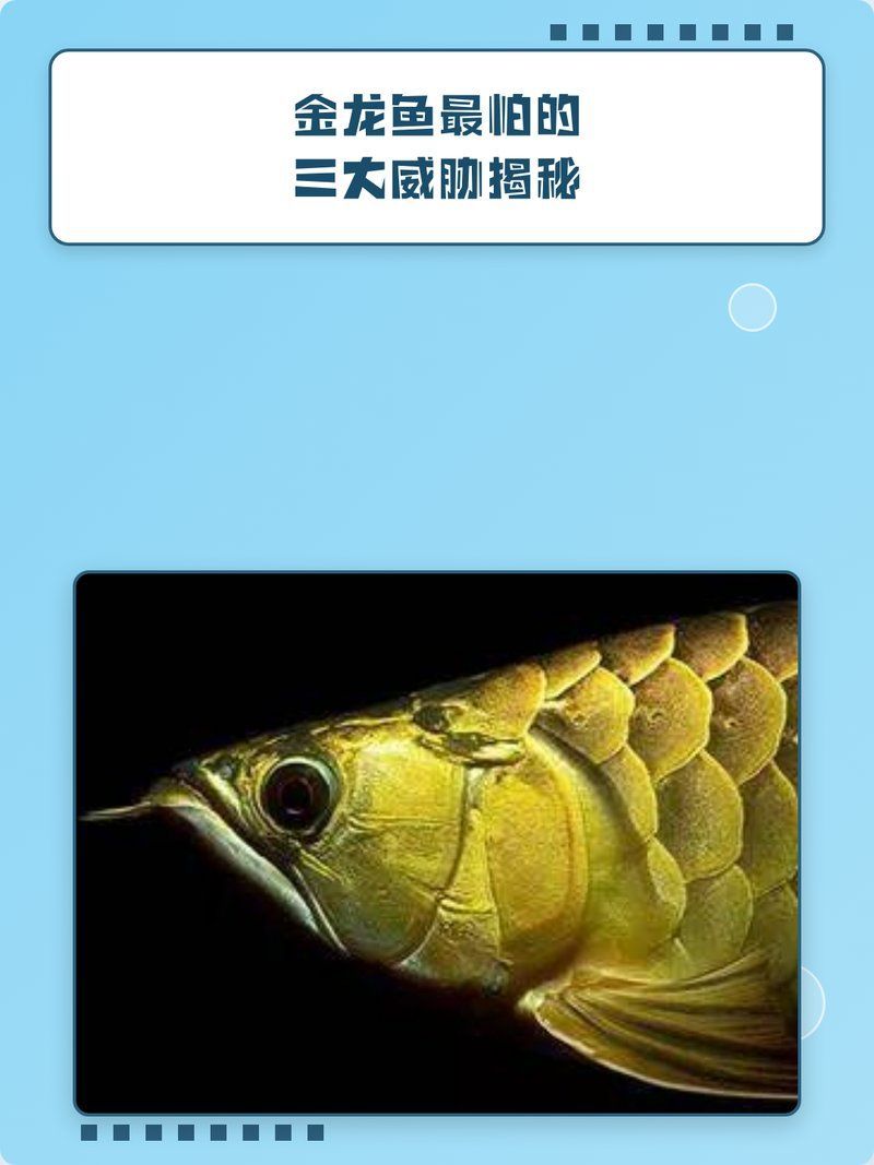 金龍魚最怕的三個東西是什么，金龍魚最怕的三個東西是什么金龍魚最怕的三個東西是什么 金龍魚最怕的三個東西是什么，金龍魚最怕的三個東西是什么金龍魚最怕的三個東西是什么 龍魚百科 第1張