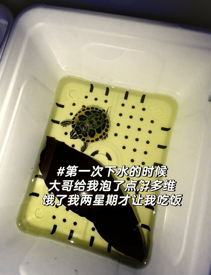 龜增色最簡單三個顏色，龜增色最簡單三個顏色提升 龜增色最簡單三個顏色，龜增色最簡單三個顏色提升 龍魚百科 第3張