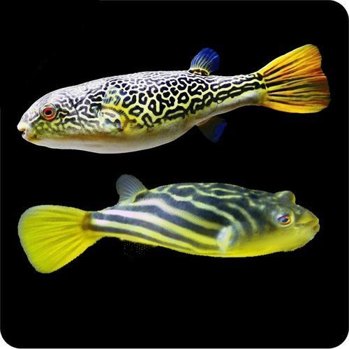 斑馬狗頭魚的價格是多少？