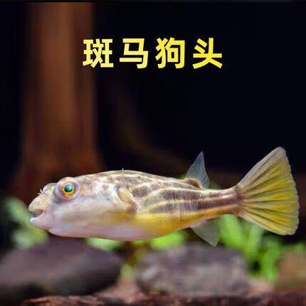 斑馬狗頭魚的價格是多少？