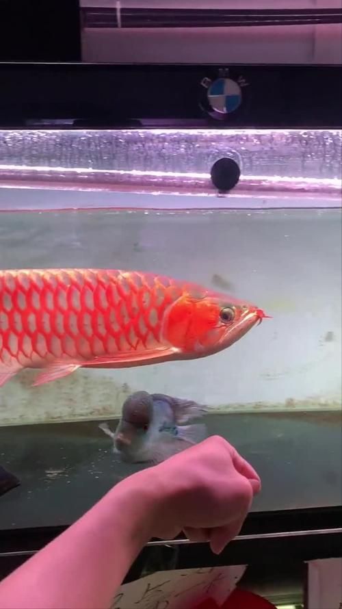 紅背金龍魚養(yǎng)殖技巧，紅背金龍魚養(yǎng)殖技巧思考完成