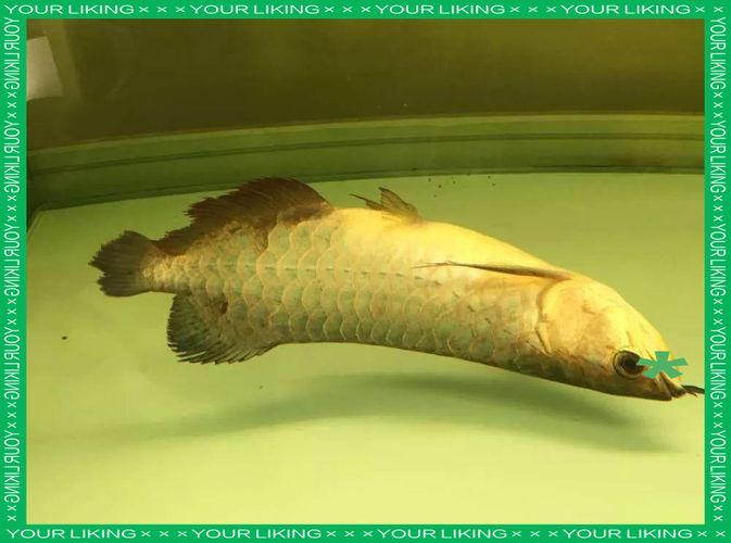 手術干預后龍魚如何恢復，手術干預后龍魚恢復過程 手術干預后龍魚如何恢復，手術干預后龍魚恢復過程 龍魚百科 第5張