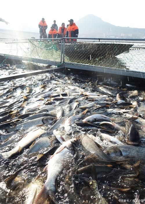 昭平龍魚的價格是多少？，昭平生態(tài)鱘魚養(yǎng)殖基地價格是多少昭平龍魚的養(yǎng)殖技術 昭平龍魚的價格是多少？，昭平生態(tài)鱘魚養(yǎng)殖基地價格是多少昭平龍魚的養(yǎng)殖技術 龍魚百科 第2張