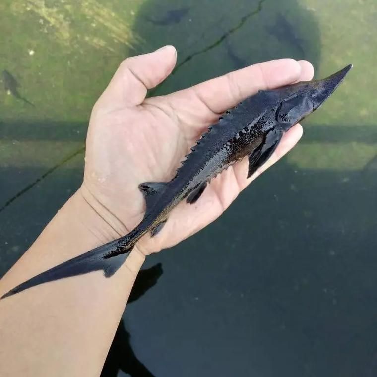 昭平龍魚的價格是多少？，昭平生態(tài)鱘魚養(yǎng)殖基地價格是多少昭平龍魚的養(yǎng)殖技術 昭平龍魚的價格是多少？，昭平生態(tài)鱘魚養(yǎng)殖基地價格是多少昭平龍魚的養(yǎng)殖技術 龍魚百科 第3張