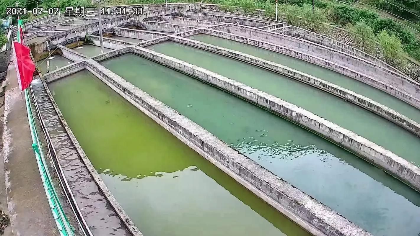 昭平龍魚的價格是多少？，昭平生態(tài)鱘魚養(yǎng)殖基地價格是多少昭平龍魚的養(yǎng)殖技術 昭平龍魚的價格是多少？，昭平生態(tài)鱘魚養(yǎng)殖基地價格是多少昭平龍魚的養(yǎng)殖技術 龍魚百科 第1張