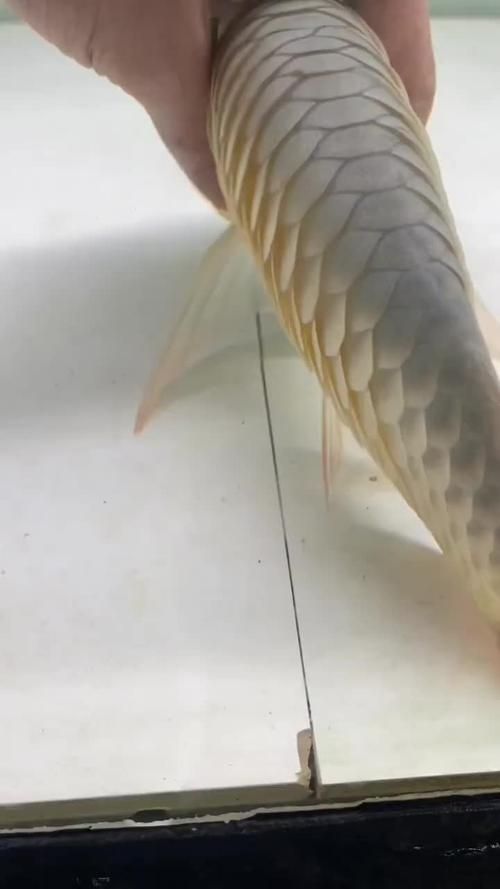 給我更多關于龍魚炸鱗的圖片,關于龍魚炸鱗的一些建議 龍魚百科 第16張 給我更多關于龍魚炸鱗的圖片,關于龍魚炸鱗的一些建議 給我更多關于龍魚炸鱗的圖片,關于龍魚炸鱗的一些建議 龍魚百科 第16張