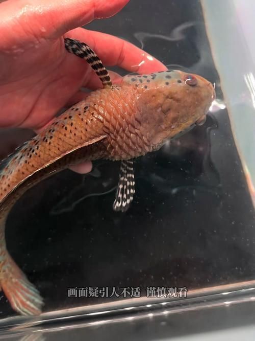給我更多關于龍魚炸鱗的圖片,關于龍魚炸鱗的一些建議 龍魚百科 第9張 給我更多關于龍魚炸鱗的圖片,關于龍魚炸鱗的一些建議 給我更多關于龍魚炸鱗的圖片,關于龍魚炸鱗的一些建議 龍魚百科 第9張