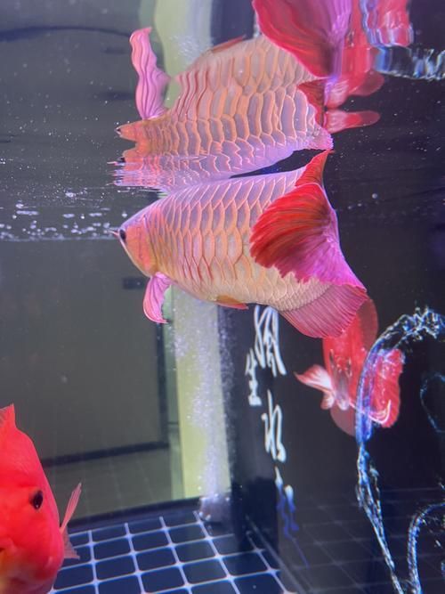 給我更多關于龍魚炸鱗的圖片,關于龍魚炸鱗的一些建議 龍魚百科 第22張 給我更多關于龍魚炸鱗的圖片,關于龍魚炸鱗的一些建議 給我更多關于龍魚炸鱗的圖片,關于龍魚炸鱗的一些建議 龍魚百科 第22張