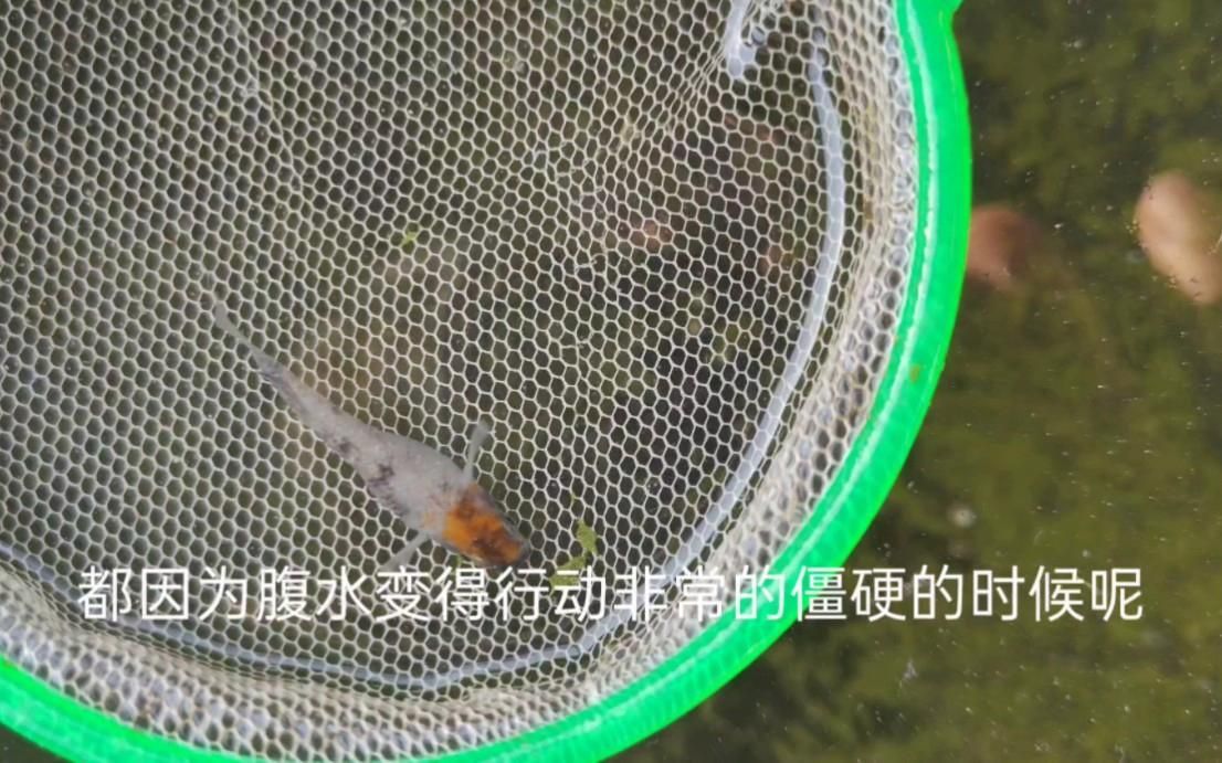 魚腹水病有哪些預防措施，魚腹水病是一種由寄生蟲引起的疾病，主要影響淡水魚類