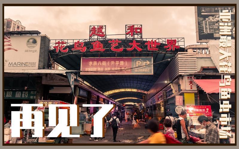 哪里可以購買到正宗的廣州紅龍魚？，廣州紅龍魚線上平臺(tái)購買紅龍魚有哪些風(fēng)險(xiǎn)