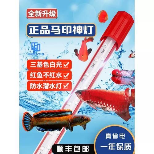 三基色燈對龍魚增色有多大影響？，三基色燈對龍魚發(fā)色有多大影響？