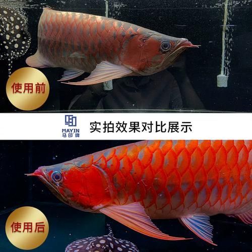 三基色燈對龍魚增色有多大影響？，三基色燈對龍魚發(fā)色有多大影響？