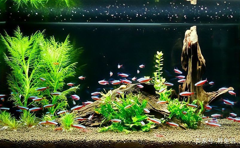 如何檢測(cè)龍魚(yú)缸中的水質(zhì)指標(biāo)？，如何檢測(cè)龍魚(yú)缸中的水質(zhì)指標(biāo)