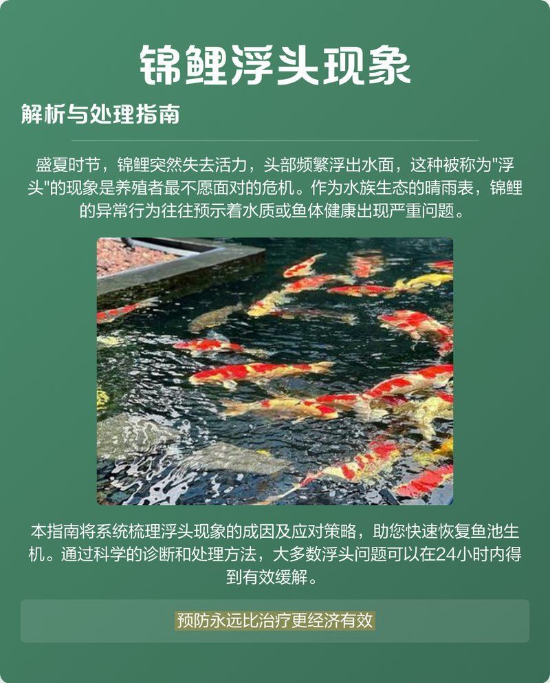 錦鯉浮頭會自行緩解嗎，錦鯉浮頭會自行緩解嗎,