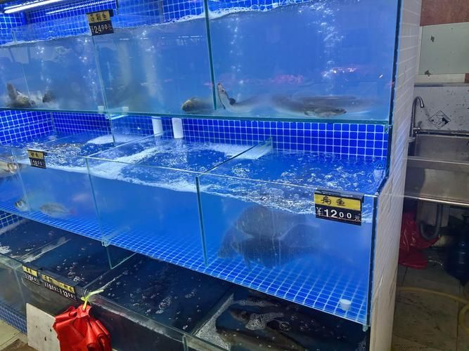 祥龍魚場的魚缸怎么樣？，祥龍魚場是什么樣的？