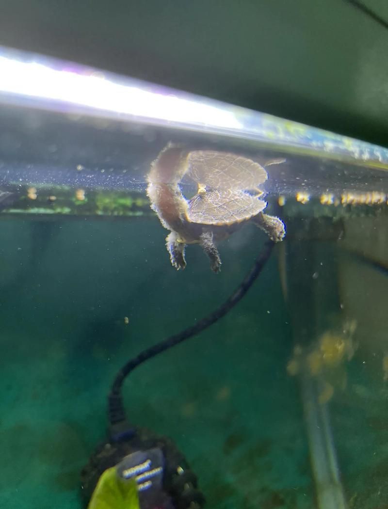 升溫法治療水霉病需要注意什么，升溫法治療水霉病需要注意什么， 升溫法治療水霉病需要注意什么，升溫法治療水霉病需要注意什么， 龍魚百科 第2張