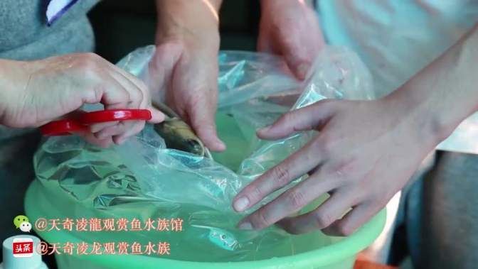 龍魚浮頭沉尾喘氣能活多久，龍魚浮頭、沉尾喘氣能活多久 龍魚浮頭沉尾喘氣能活多久，龍魚浮頭、沉尾喘氣能活多久 龍魚百科 第7張
