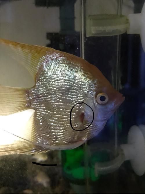 提供幾張魚鰭根部紅腫充血的圖片，如何預防魚鰭根部紅腫充血 提供幾張魚鰭根部紅腫充血的圖片，如何預防魚鰭根部紅腫充血 龍魚百科 第9張