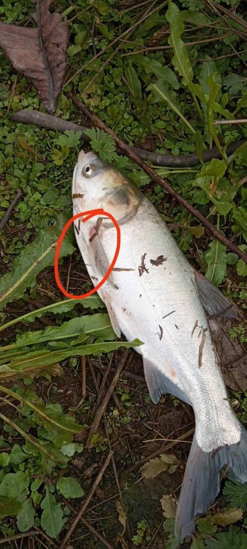 提供幾張魚鰭根部紅腫充血的圖片，如何預防魚鰭根部紅腫充血 提供幾張魚鰭根部紅腫充血的圖片，如何預防魚鰭根部紅腫充血 龍魚百科 第13張