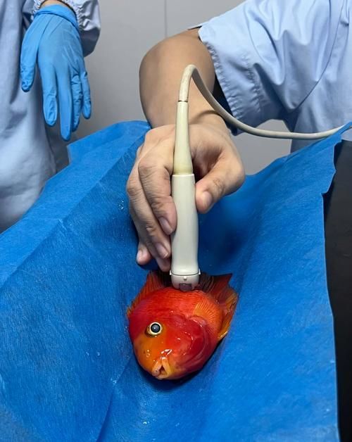 如何預防魚外傷感染，如何預防魚外傷感染及其實操指南 如何預防魚外傷感染，如何預防魚外傷感染及其實操指南 龍魚百科 第5張