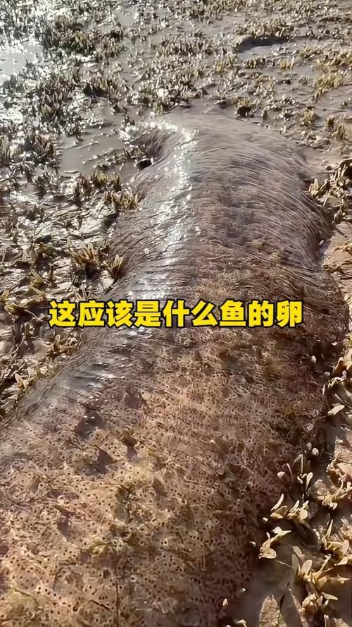 能提供更多關于魚類啄食魚卵的圖片嗎 能提供更多關于魚類啄食魚卵的圖片嗎 龍魚百科 第6張