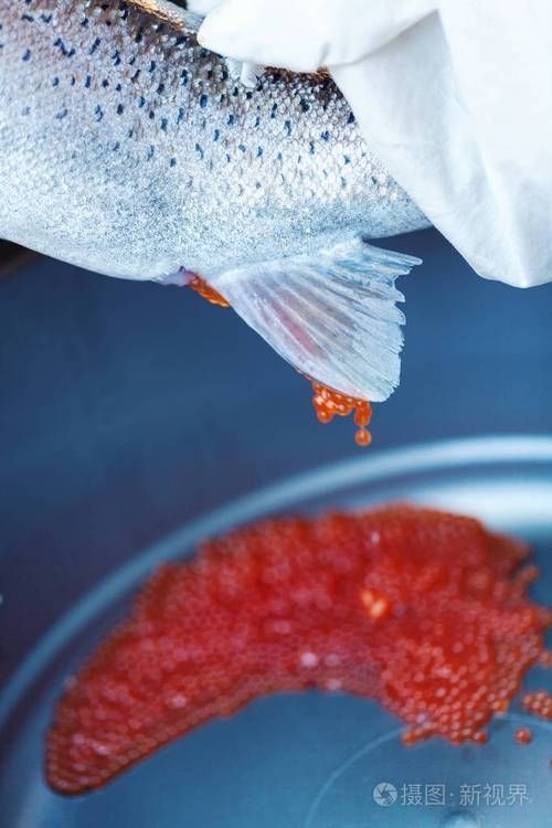 能提供更多關于魚類啄食魚卵的圖片嗎 能提供更多關于魚類啄食魚卵的圖片嗎 龍魚百科 第10張