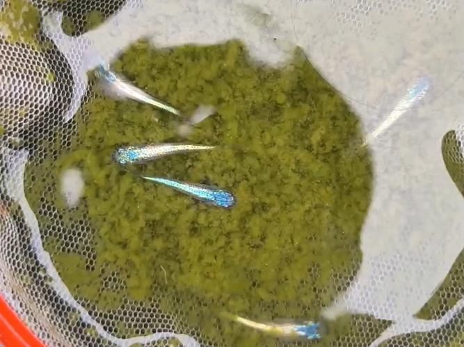 能提供更多關于魚類啄食魚卵的圖片嗎 能提供更多關于魚類啄食魚卵的圖片嗎 龍魚百科 第8張