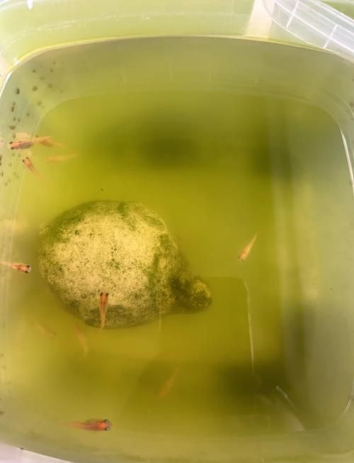 能提供更多關于魚類啄食魚卵的圖片嗎 能提供更多關于魚類啄食魚卵的圖片嗎 龍魚百科 第17張