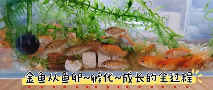 能提供更多關于魚類啄食魚卵的圖片嗎 能提供更多關于魚類啄食魚卵的圖片嗎 龍魚百科 第14張