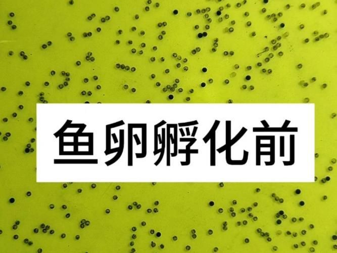 能提供更多關于魚類啄食魚卵的圖片嗎 能提供更多關于魚類啄食魚卵的圖片嗎 龍魚百科 第16張