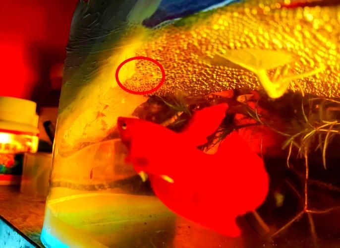 能提供更多關于魚類啄食魚卵的圖片嗎 能提供更多關于魚類啄食魚卵的圖片嗎 龍魚百科 第12張