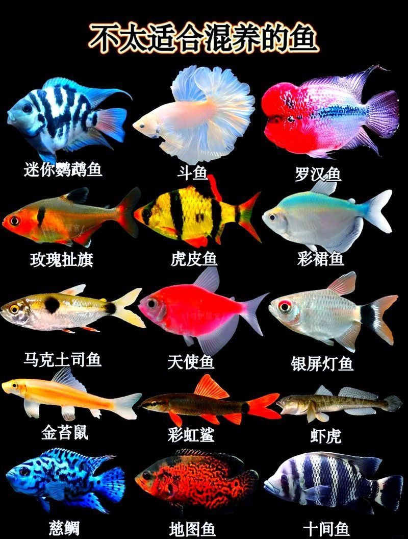 有哪些魚不適合混養(yǎng)，18種不適合混養(yǎng)的魚類類型，混養(yǎng)時需要注意哪些事項
