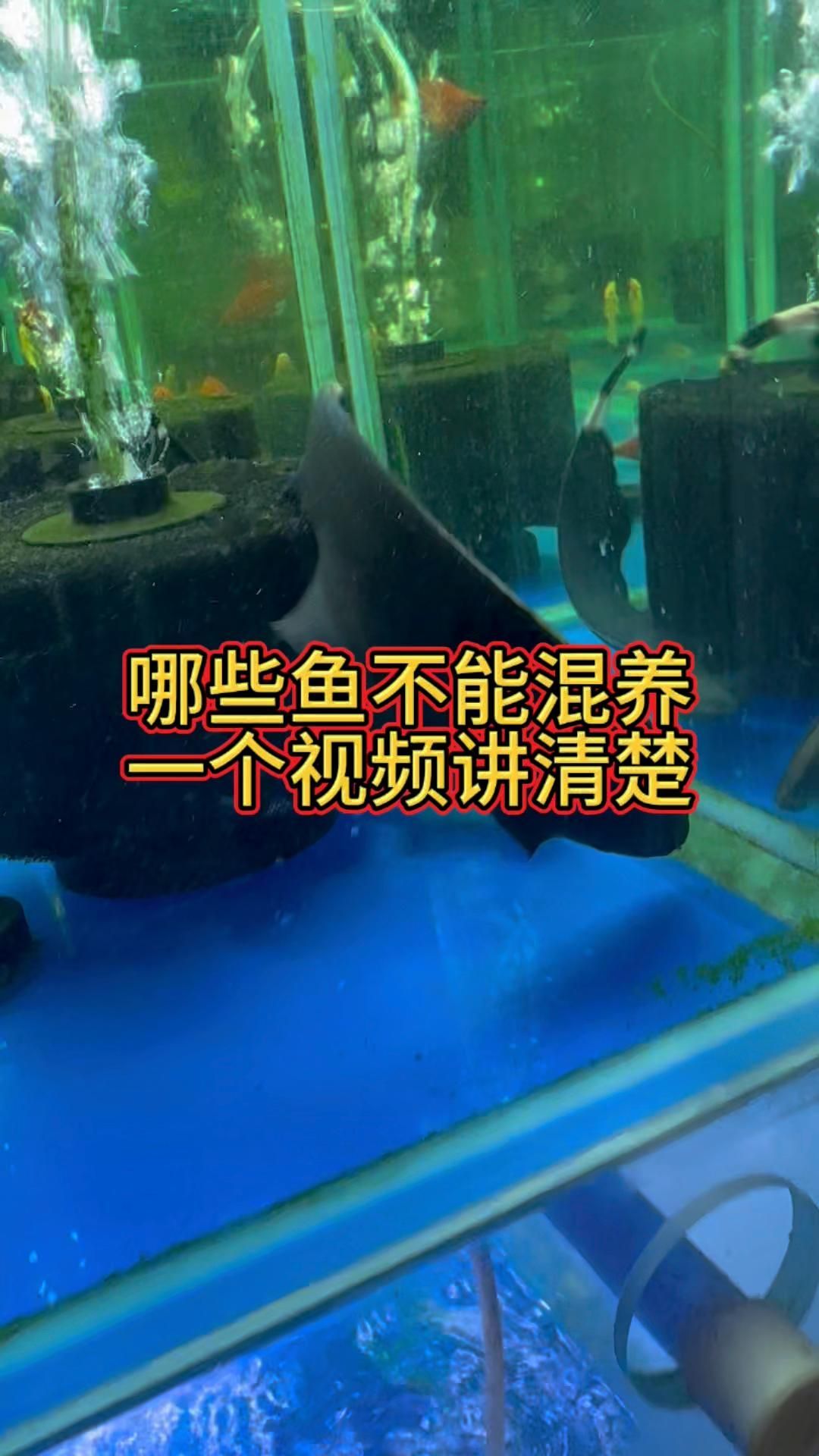 有哪些魚不適合混養(yǎng)，18種不適合混養(yǎng)的魚類類型，混養(yǎng)時需要注意哪些事項 有哪些魚不適合混養(yǎng)，18種不適合混養(yǎng)的魚類類型，混養(yǎng)時需要注意哪些事項 龍魚百科 第2張