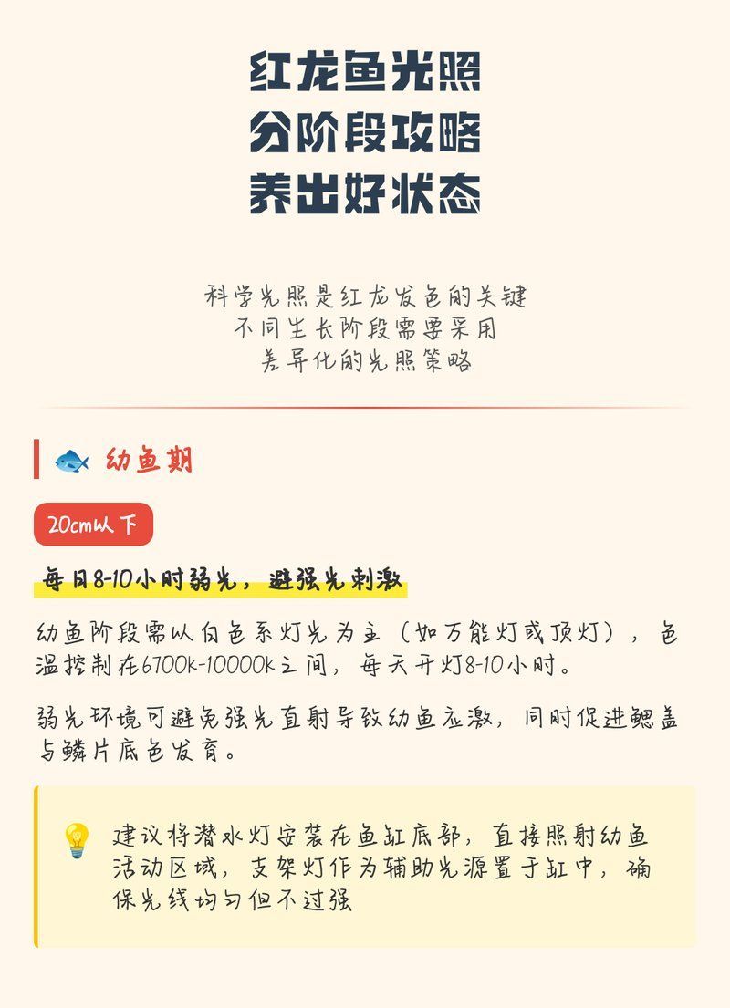 紅龍光照條件與發色關系，紅龍魚光照分階段攻略|養出好狀態