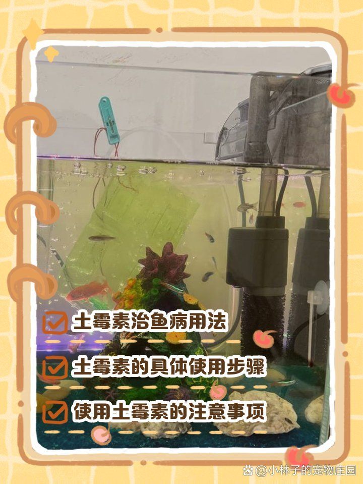 如何正確使用龍魚專用魚藥，如何正確使用龍魚專用魚藥正確使用龍魚專用魚藥