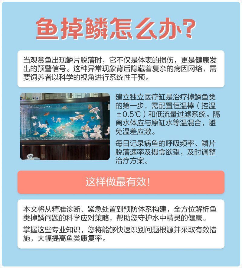 龍魚松鱗了最簡單三個小妙招，關于龍魚松鱗的一些建議