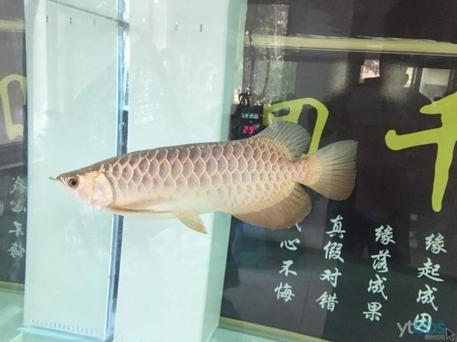李亞四古典過背金龍，李亞四古典過背金龍有哪些顏色表現(xiàn)