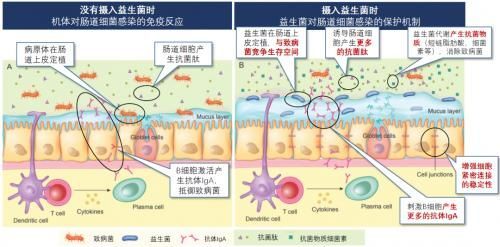 有哪些天然方法預防海水魚細菌感染，天然方法預防海水魚感染 有哪些天然方法預防海水魚細菌感染，天然方法預防海水魚感染 龍魚百科 第5張