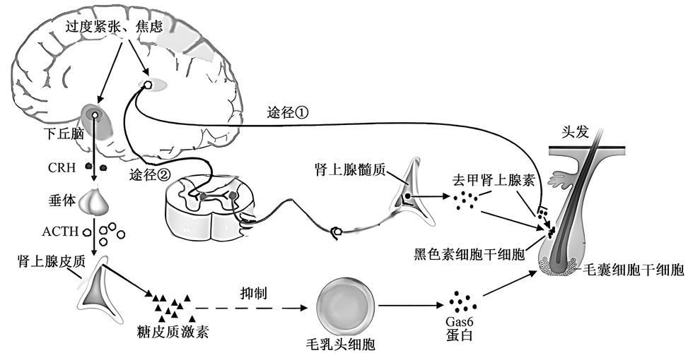 水質(zhì)性眼膜如何調(diào)整pH，水質(zhì)性眼膜如何補充“ph調(diào)節(jié)原理動畫”類 水質(zhì)性眼膜如何調(diào)整pH，水質(zhì)性眼膜如何補充“ph調(diào)節(jié)原理動畫”類 龍魚百科 第6張