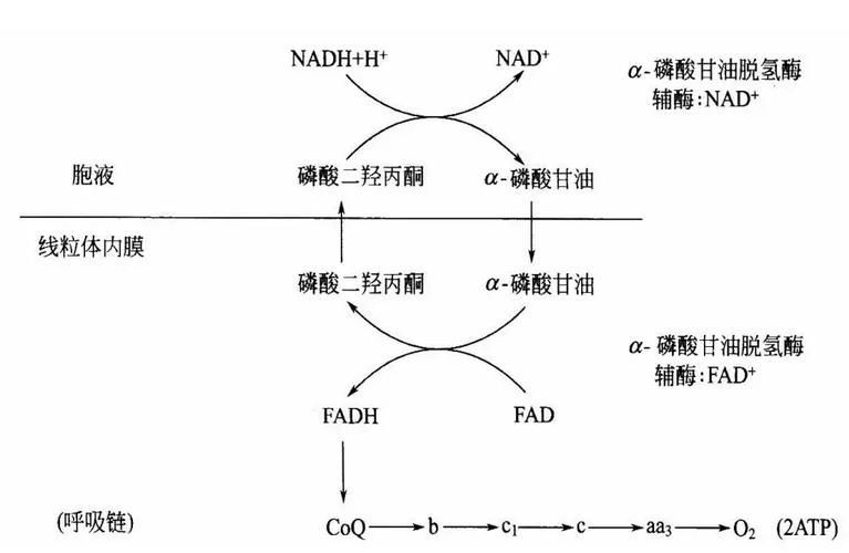 水質(zhì)性眼膜如何調(diào)整pH，水質(zhì)性眼膜如何補充“ph調(diào)節(jié)原理動畫”類 水質(zhì)性眼膜如何調(diào)整pH，水質(zhì)性眼膜如何補充“ph調(diào)節(jié)原理動畫”類 龍魚百科 第2張