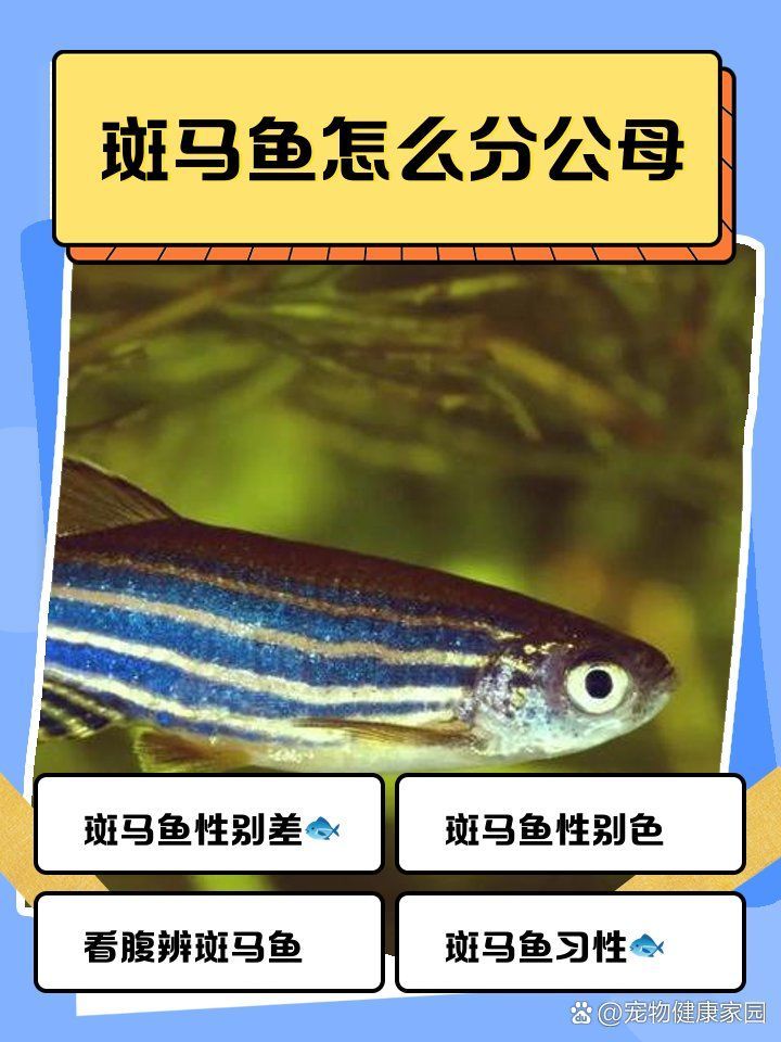 斑馬魚公母哪個更受歡迎，斑馬魚公母哪個更受歡迎， 斑馬魚公母哪個更受歡迎，斑馬魚公母哪個更受歡迎， 龍魚百科 第1張
